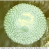 callophrys rubi ovum rost